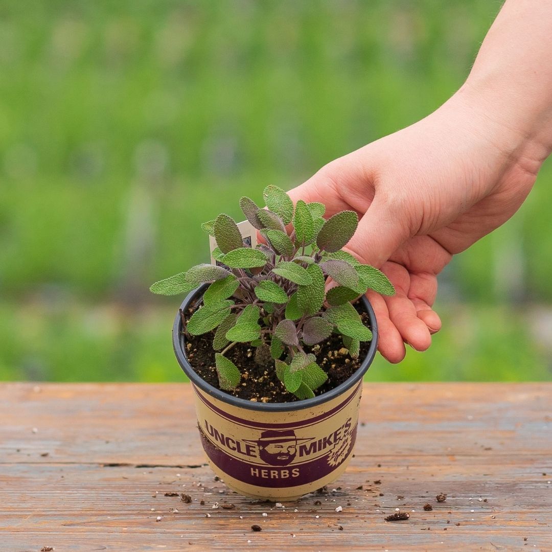 Sage – Purple – 4″ Pot